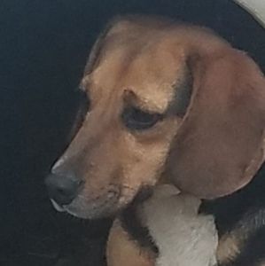 Meet your Posher, Wesley